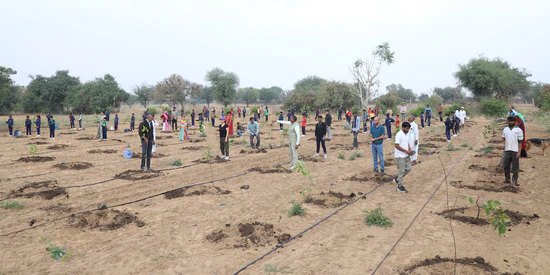 tree plantation project