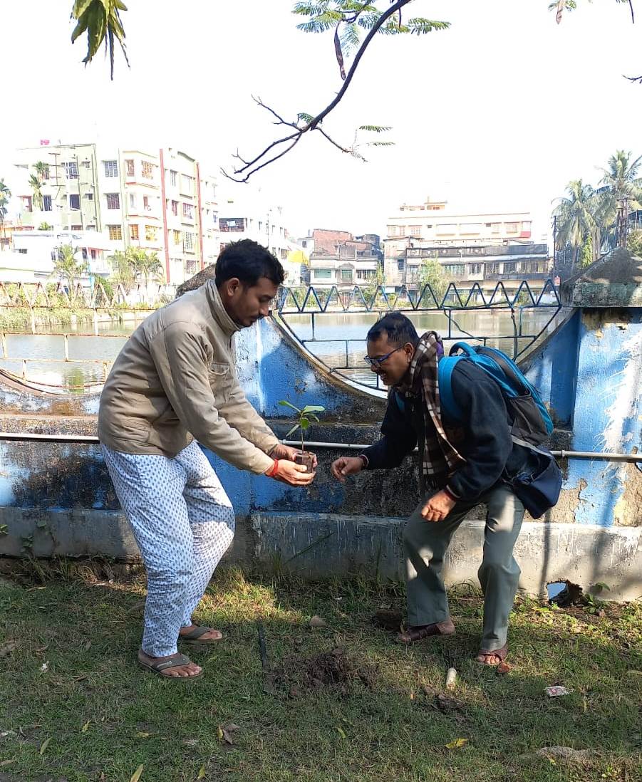 tree plantation image