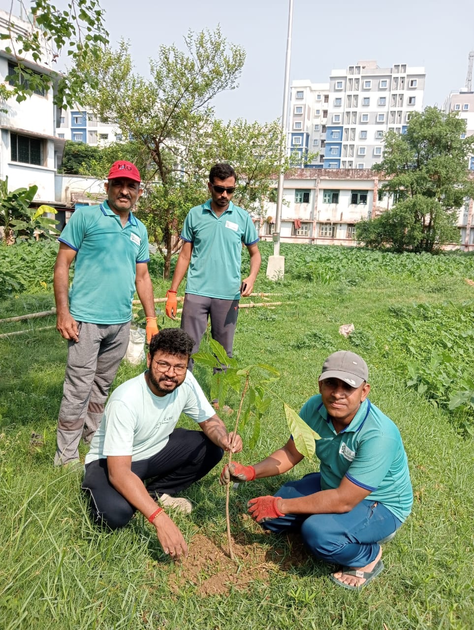 tree plantation image