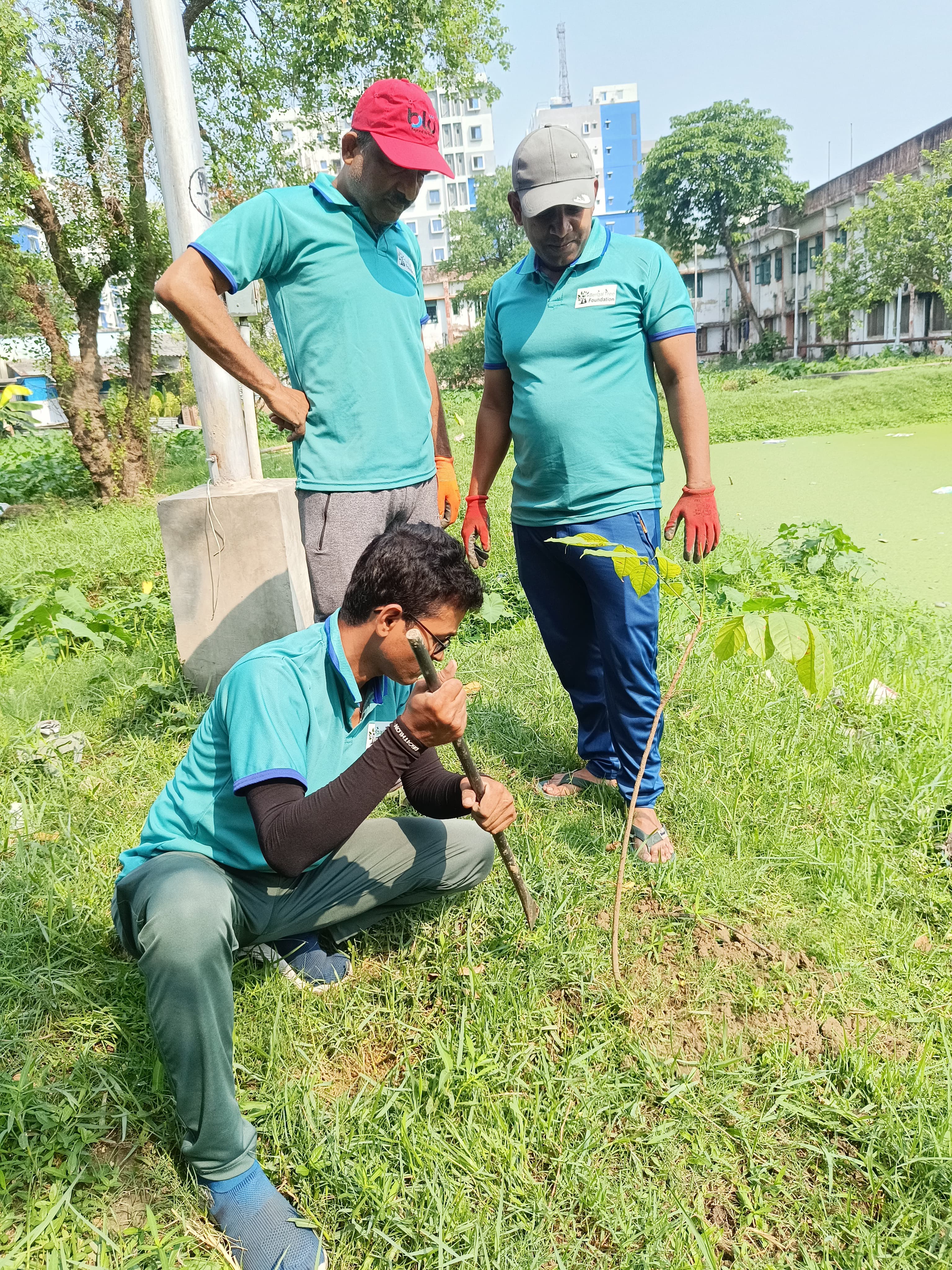 tree plantation image