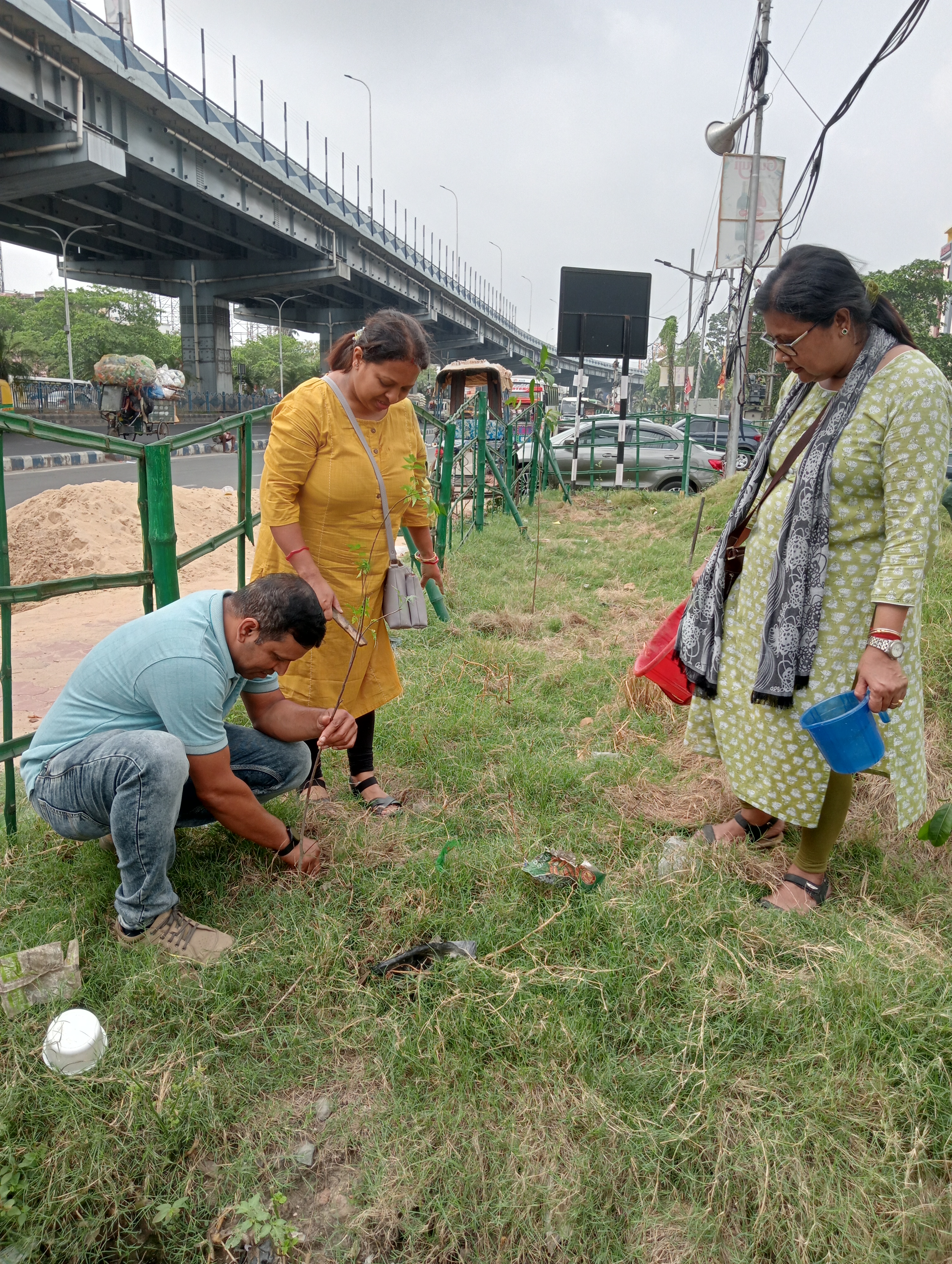 tree plantation image