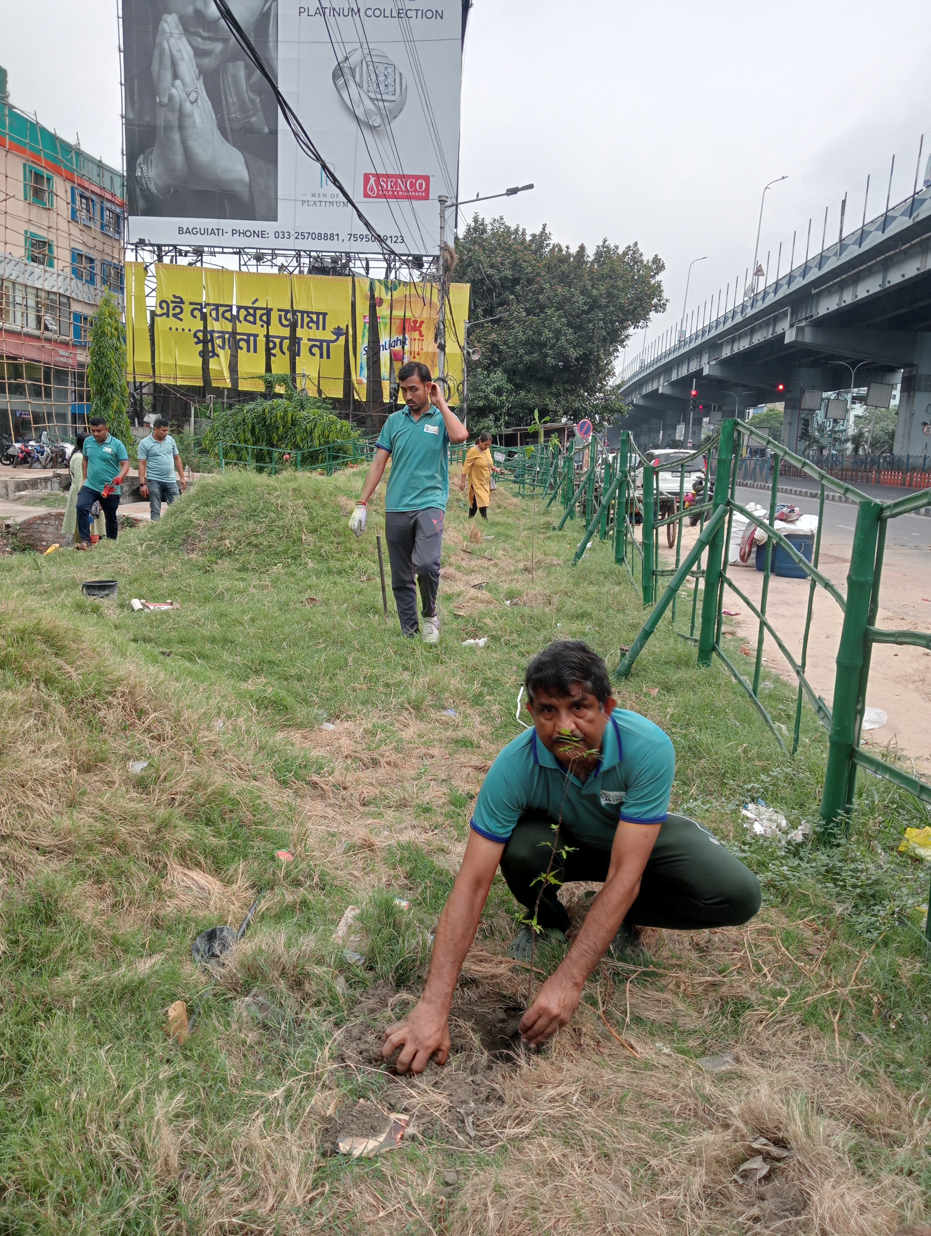tree plantation image