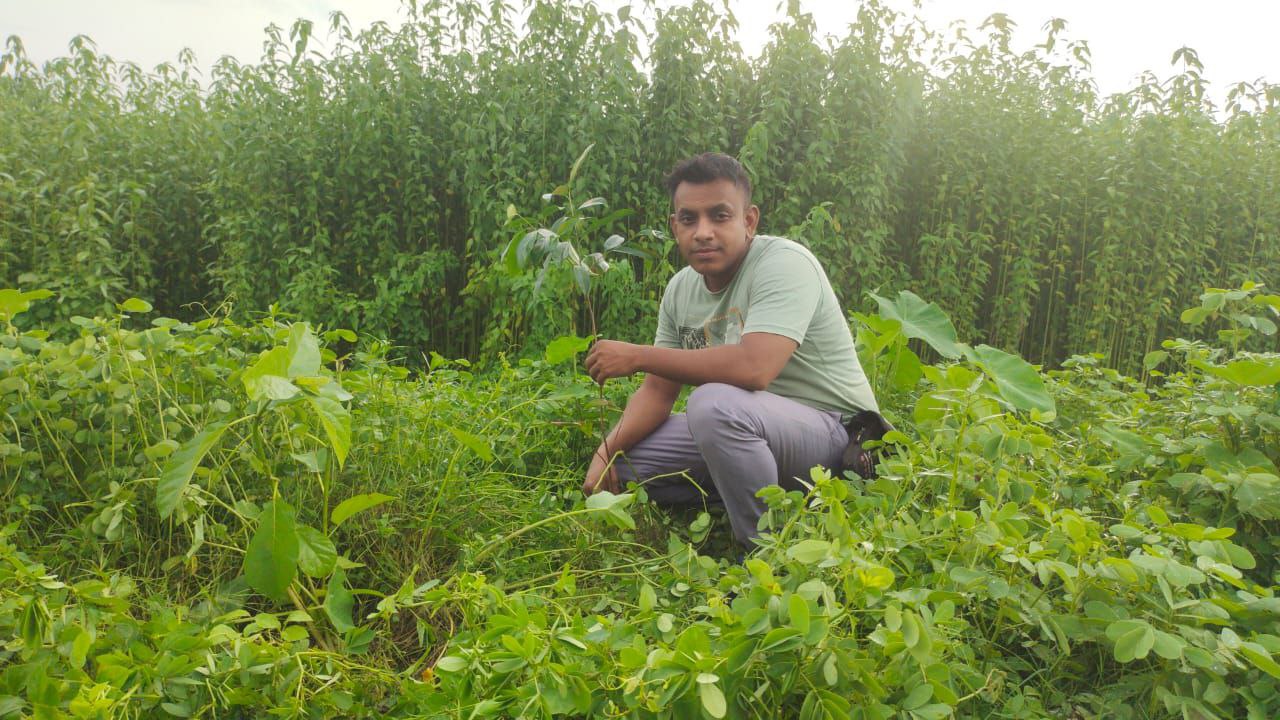 tree plantation project