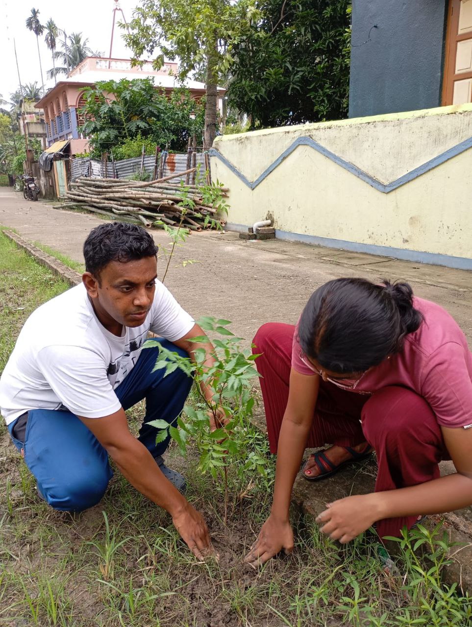 tree plantation image