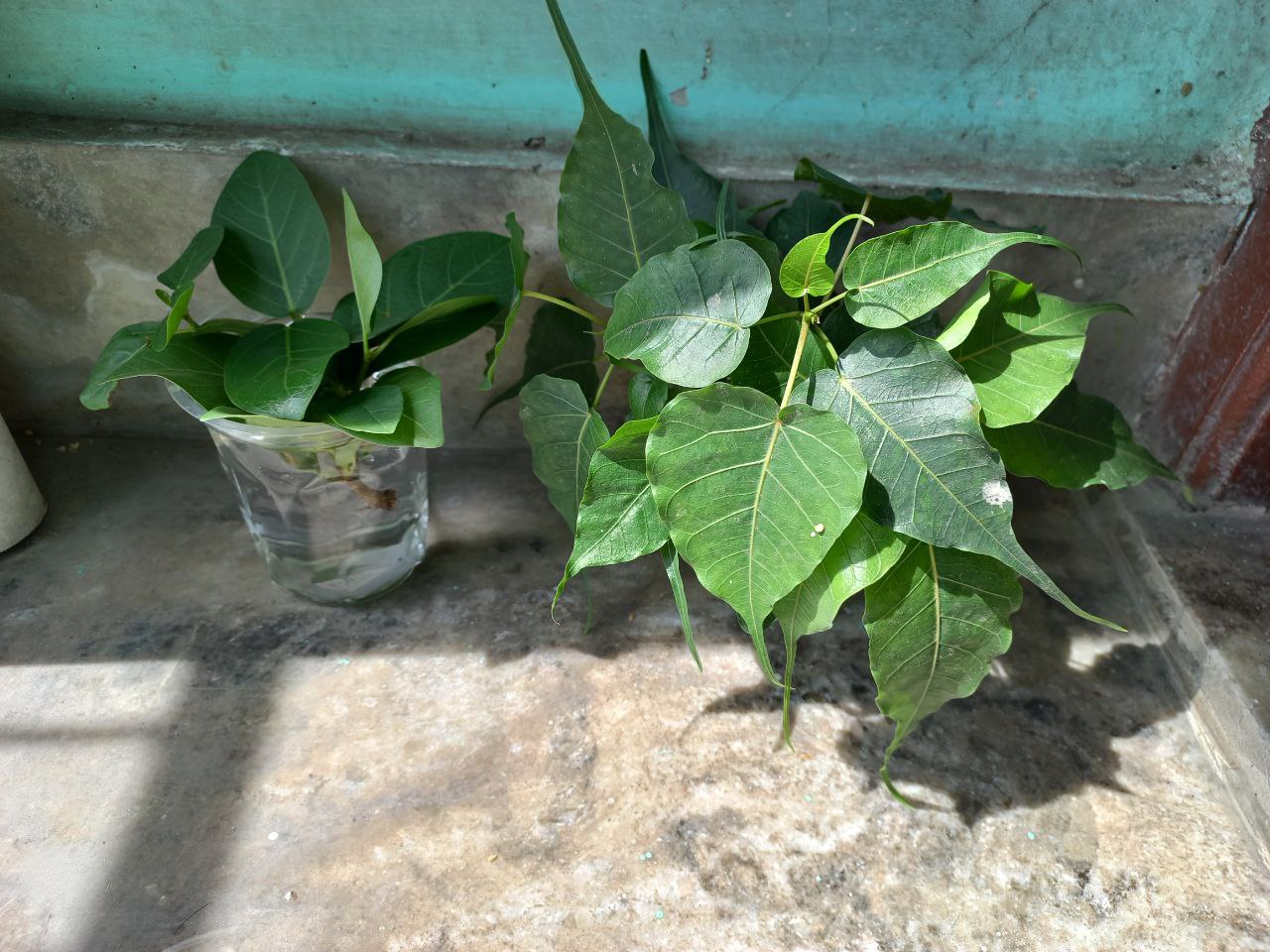 tree plantation image