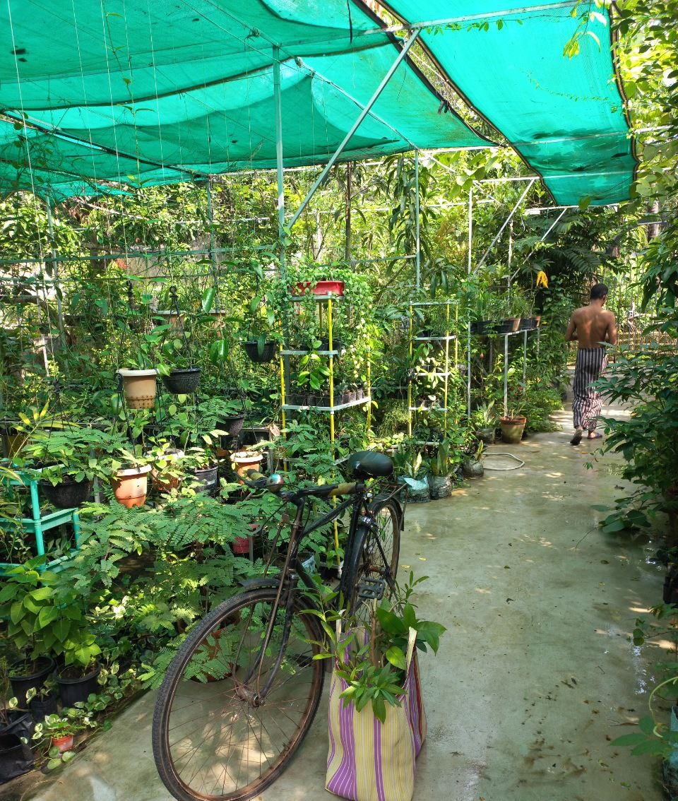 tree plantation image