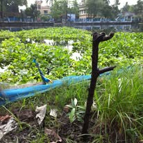 tree plantation image