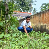 tree plantation image