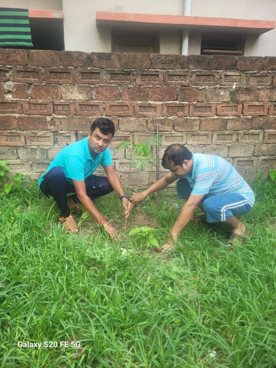 tree plantation image