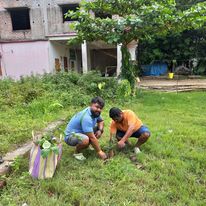 tree plantation image