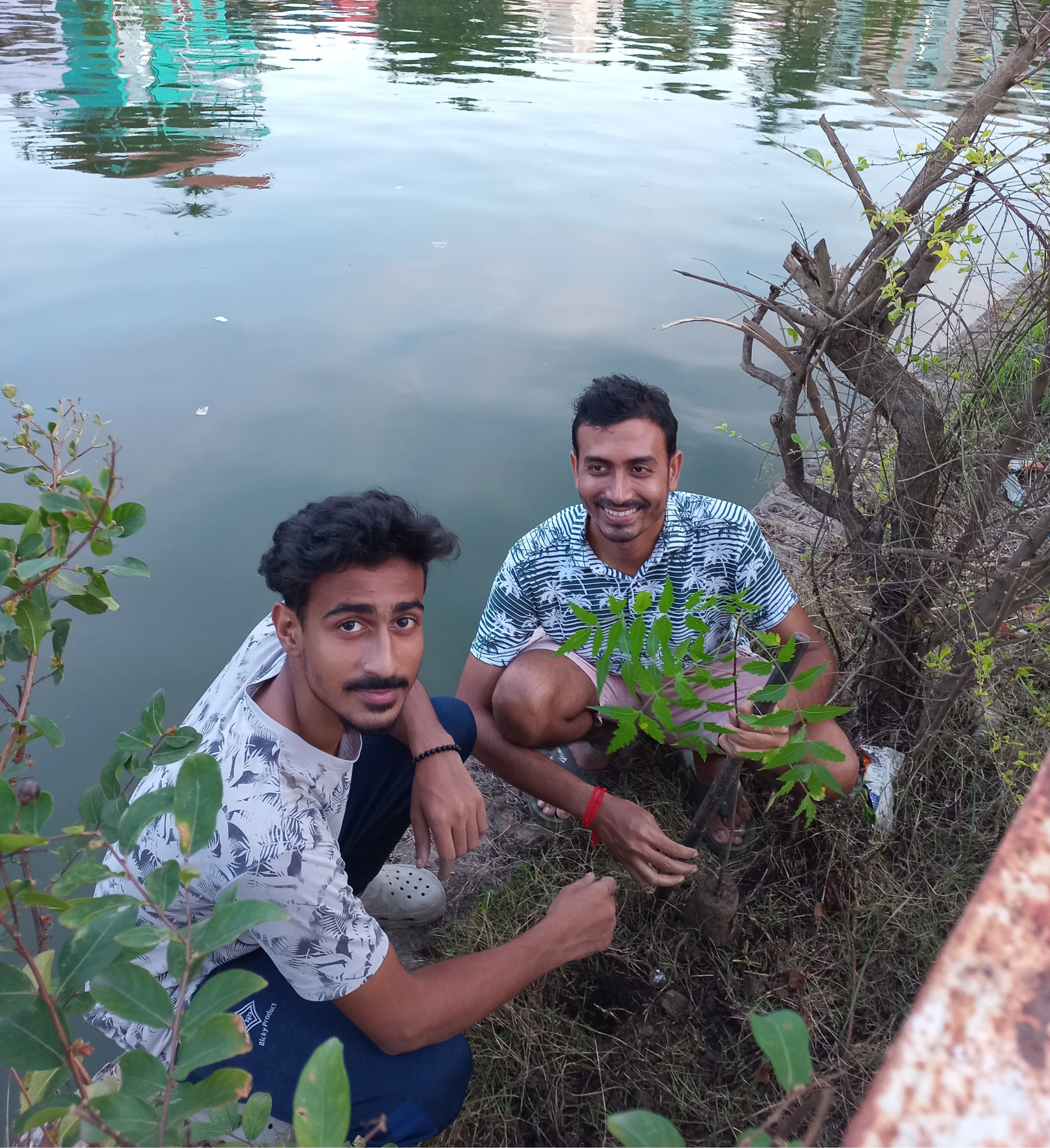 tree plantation image
