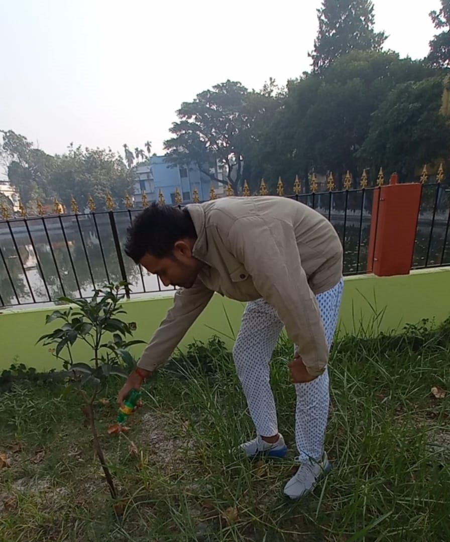 tree plantation image