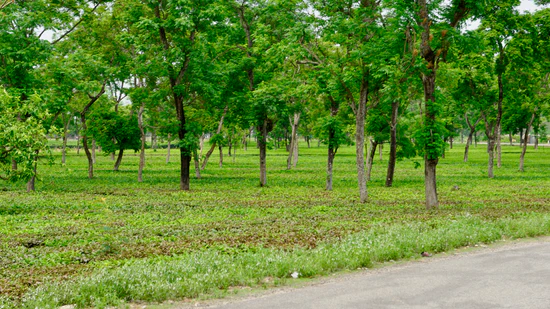 tree plantation project